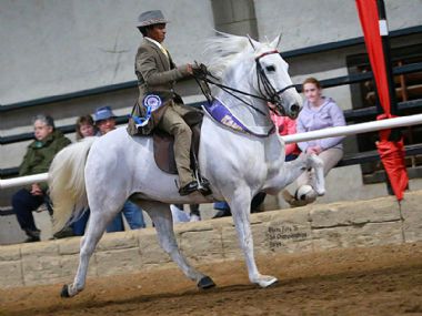 HESSEKWA FLIKKER  - Traditional Champion 5 Gaited Horse  6 years & older<br>
RIDER: Wilfred Gelderblom <br>
OWNER: Shalu Stud
