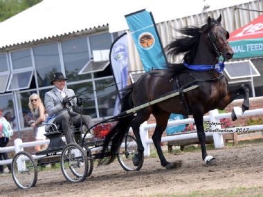 Devondale Embassy - Traditional Supreme Champion Stallion<BR>
Traditional Champion Single Harness<br>
Driver: Kobie Smit<br>
Owner: Ruggens Stud
