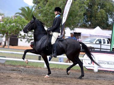 Langsig Liriek - Traditional Champion Gelding<br>
Traditional Champion 3 Gaited Riding Horse<br>
Rider: Carla Conradie<br>
Owner: Langsig Stud
