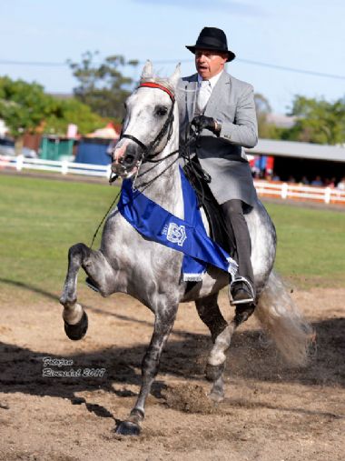 Rooigras Orkaan - Traditional Champion Show Horse<bR>
Rider: Kobie Smit<br>
Owner: Ruggens Stud
