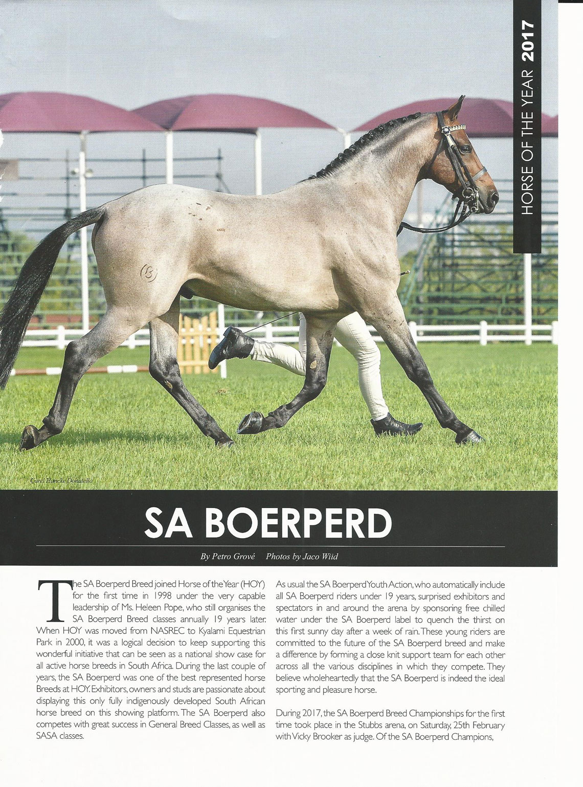 SA Boerperd Horse of the Year 2017